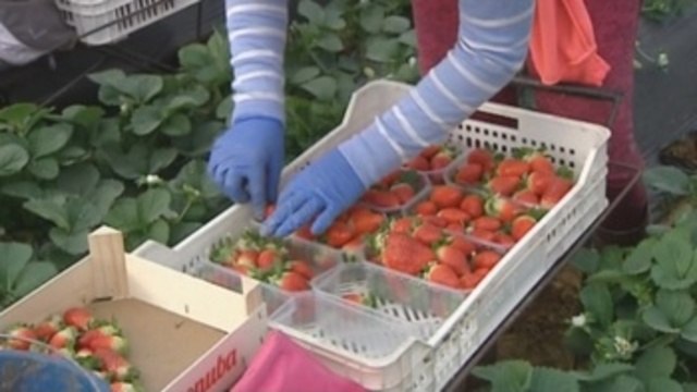 Marruecos quiere aumentar el envío de temporeras a España, pese a las polémicas