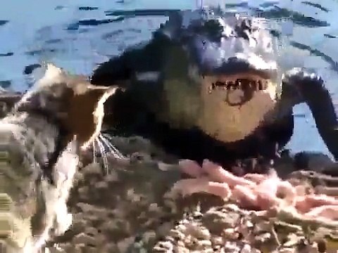 Timsaha yumruk atan delikanlı kedi