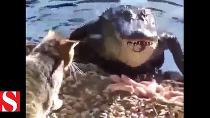 Timsaha yumruk atan delikanlı kedi