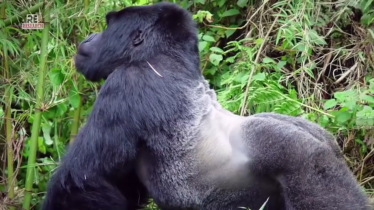 When Zoo Animals Attack...