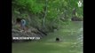 Il saute à l'eau pour sauver son pote d'un alligator