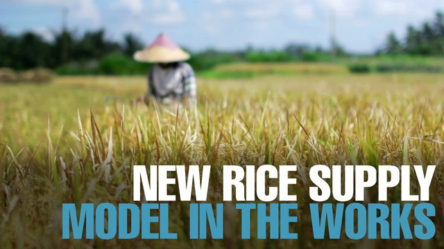 NEWS: Govt working on new rice industry model
