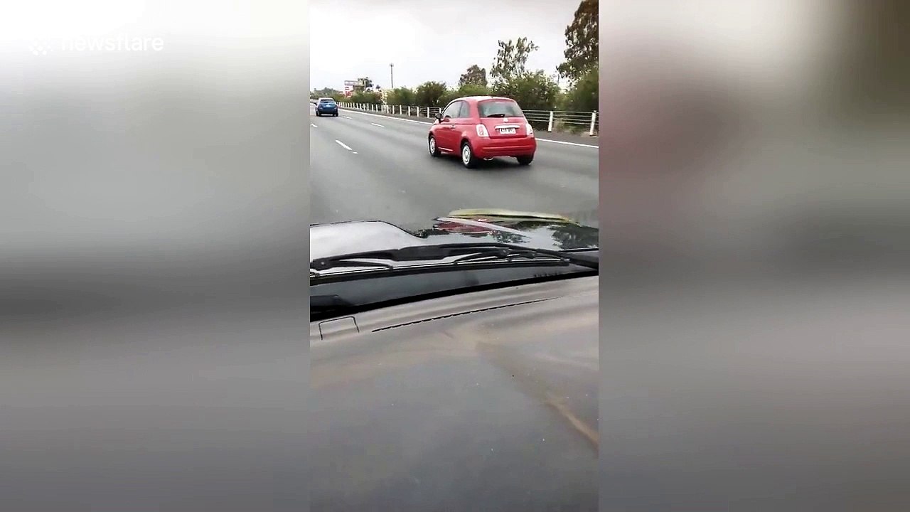 Woman panics as SNAKE emerges from hood of moving car on Brisbane highway