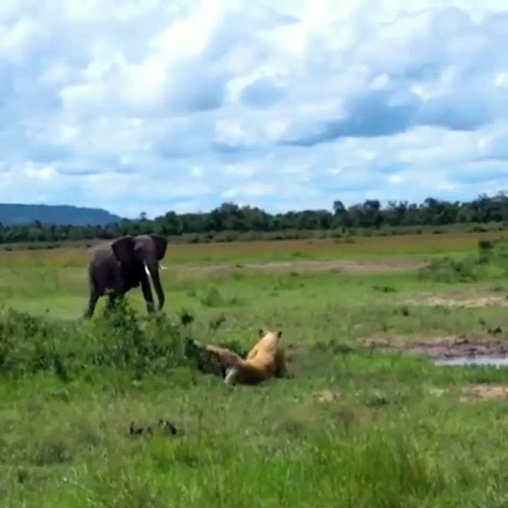 When the big elephant comes , look what happens