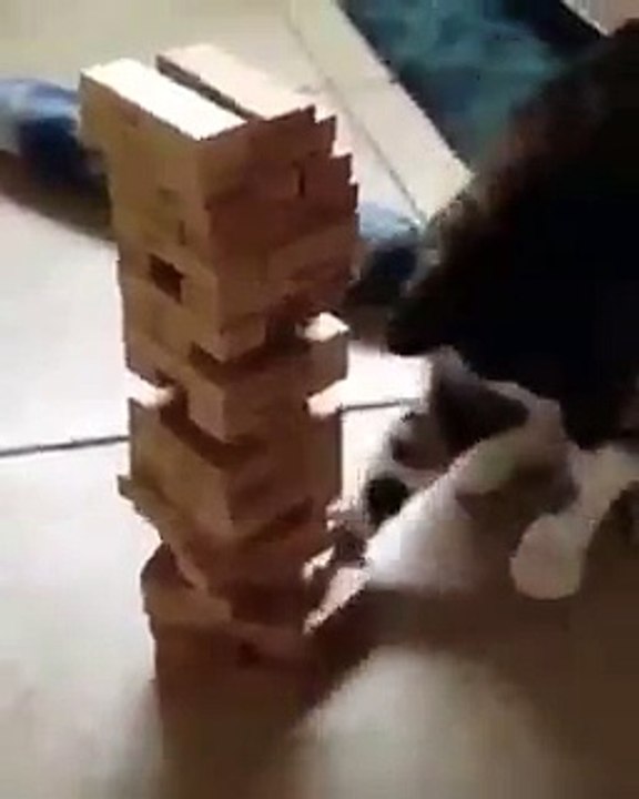 Jenga ustası kedi