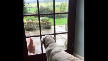 Ultimate FUNNY DOG Compilation of 2018 - Funny Animals Videos 2018_13-06-2018_1