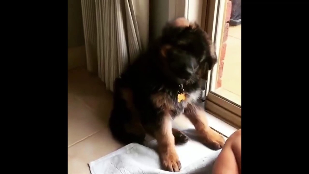 Ultimate FUNNY DOG Compilation of 2018 - Funny Animals Videos 2018_13-06-2018_3