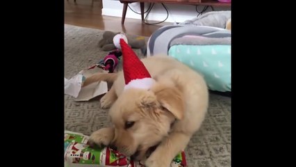 Ultimate FUNNY DOG Compilation of 2018 - Funny Animals Videos 2018_13-06-2018_4