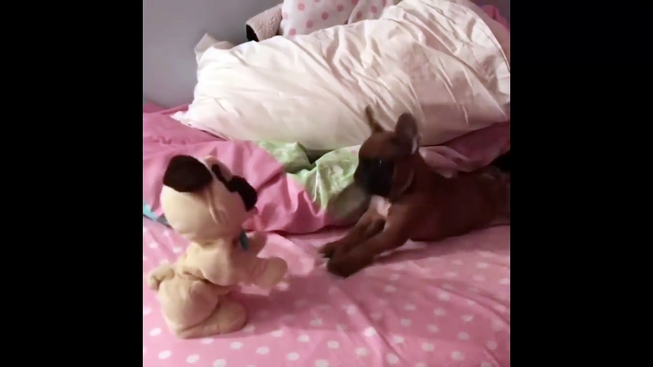 Ultimate FUNNY DOG Compilation of 2018 - Funny Animals Videos 2018_13-06-2018_5