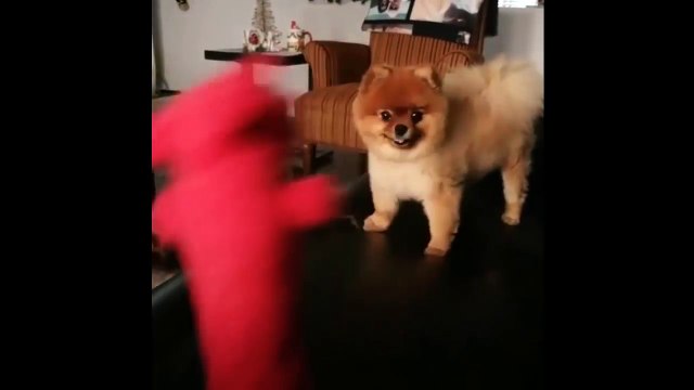 Cutest Puppies|Ultimate FUNNY DOG Compilation of 2018 - Funny Animals Videos #2_13-06-2018_5