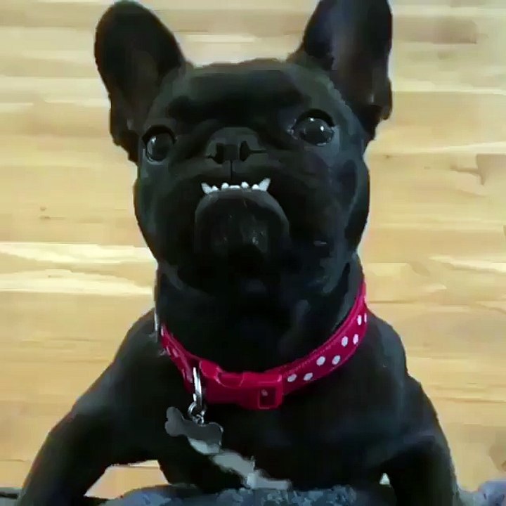Buldog and his crazy look to people