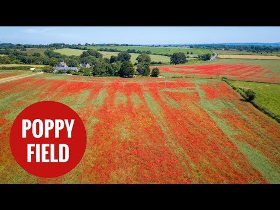 Thousands of poppies have burst into bloom in Wiltshire