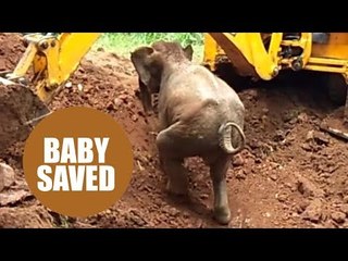 A baby elephant was saved from a well in India