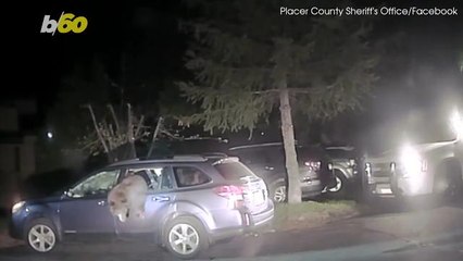 Video: Deputy Frees Large Bear That Got Stuck Inside Car