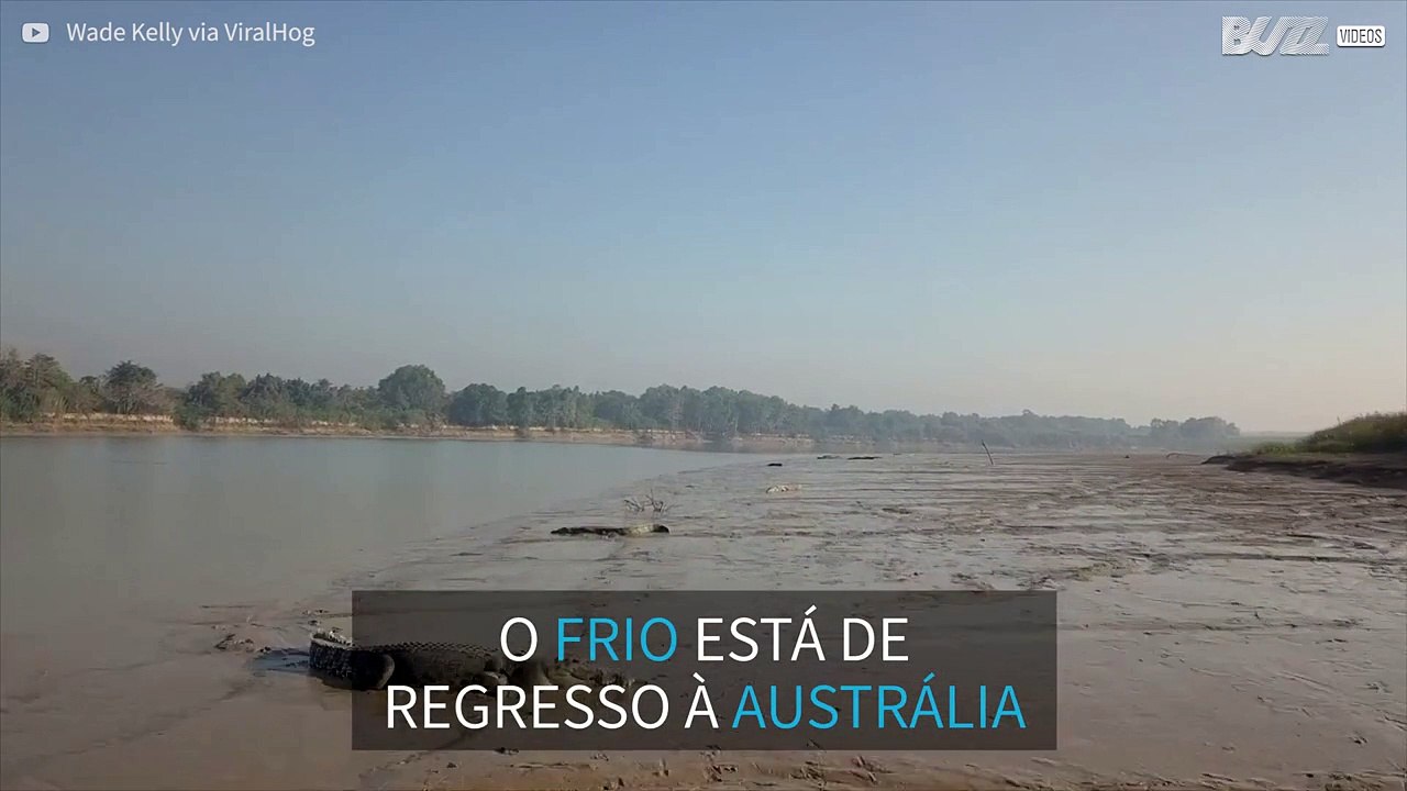 Dezenas de crocodilos apanham banhos de sol na Austrália