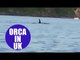 Video captures Orca swimming in Plymouth Sound