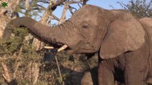 Filler hakkında bilinmeyen ilginç bilgiler