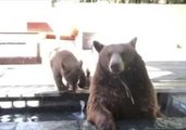 Bear Family Relaxes in California Back Yard While Dog Barks Furiously