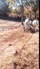 jangal me mangal video