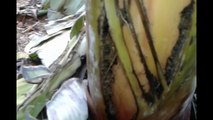 Rachaduras e Manchas no Caule da Bananeira
