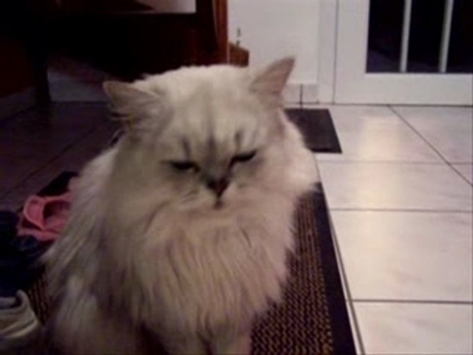 Lama chanté par le chat