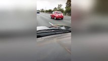 Woman panics when snake comes out of the hood of her car