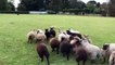 Un chien berger se fait chasser par un troupeau de moutons !