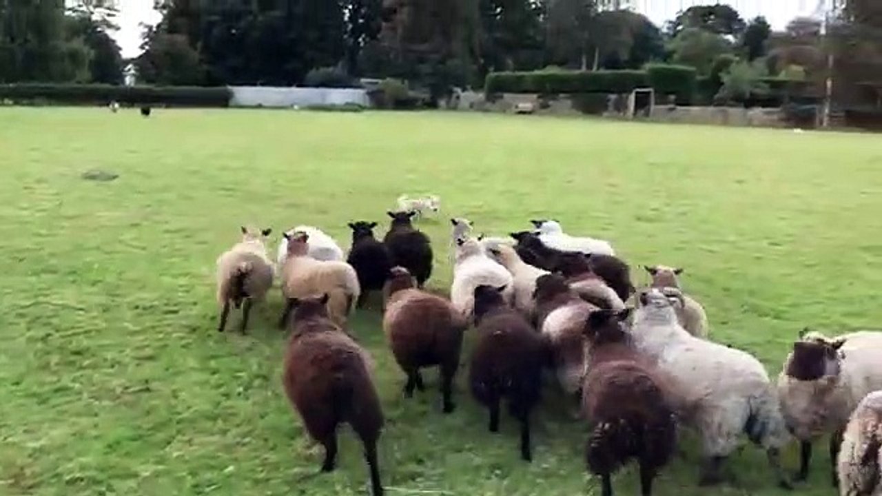 Un chien berger se fait chasser par un troupeau de moutons !
