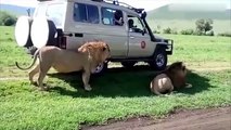 Un lion n'a pas apprécier se faire toucher par des touristes !
