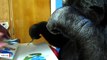Koko The Sign-Language Gorilla Dies At 46