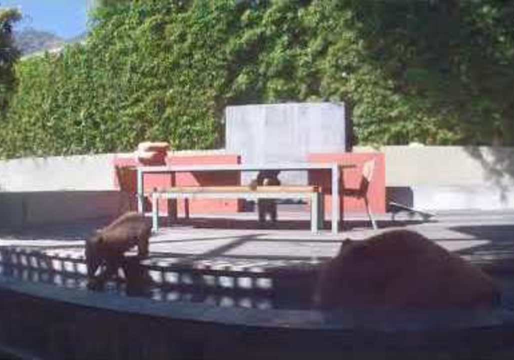 Bear Family Chill Out in Water Fountain on a 'Bear-y' Hot Day