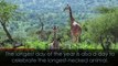 World Giraffe Day: celebrating the long-necked mammals