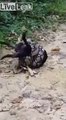 Un chien piégé par un python, sauvé de justesse par les villageois