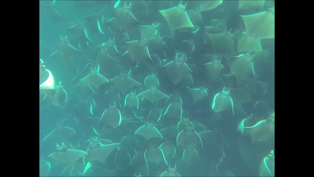 Le fond de l'océan recouvert de raies manta