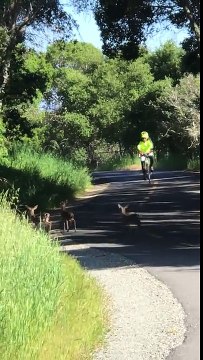 Une biche et ses faons traversent la route