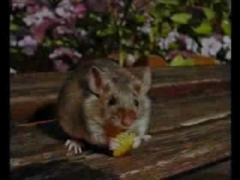 Hommage à mon petit ange bleu