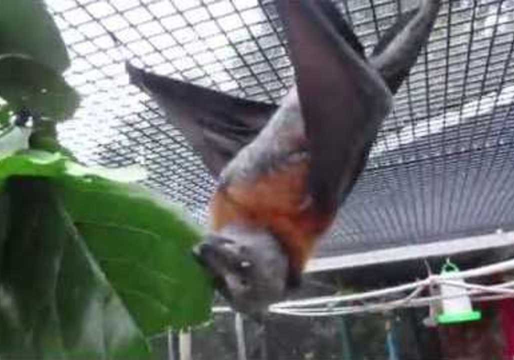 Rescued Bats Enjoy Fig Leaf Lunch in Queensland, Australia