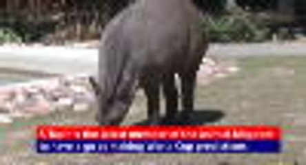 Télécharger la video: Cleopatra the Tapir predicts the 2018 World Cup