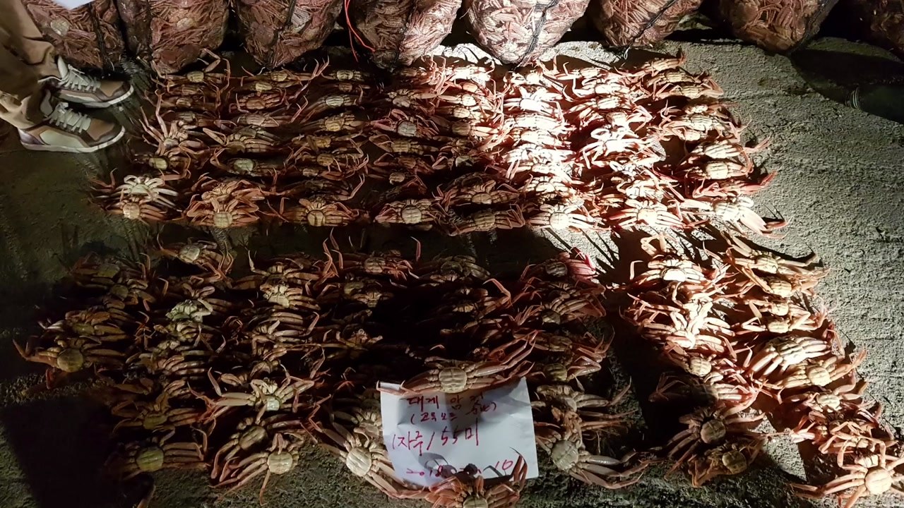 암컷 대게 5만여 마리 유통한 일당 검거 / YTN
