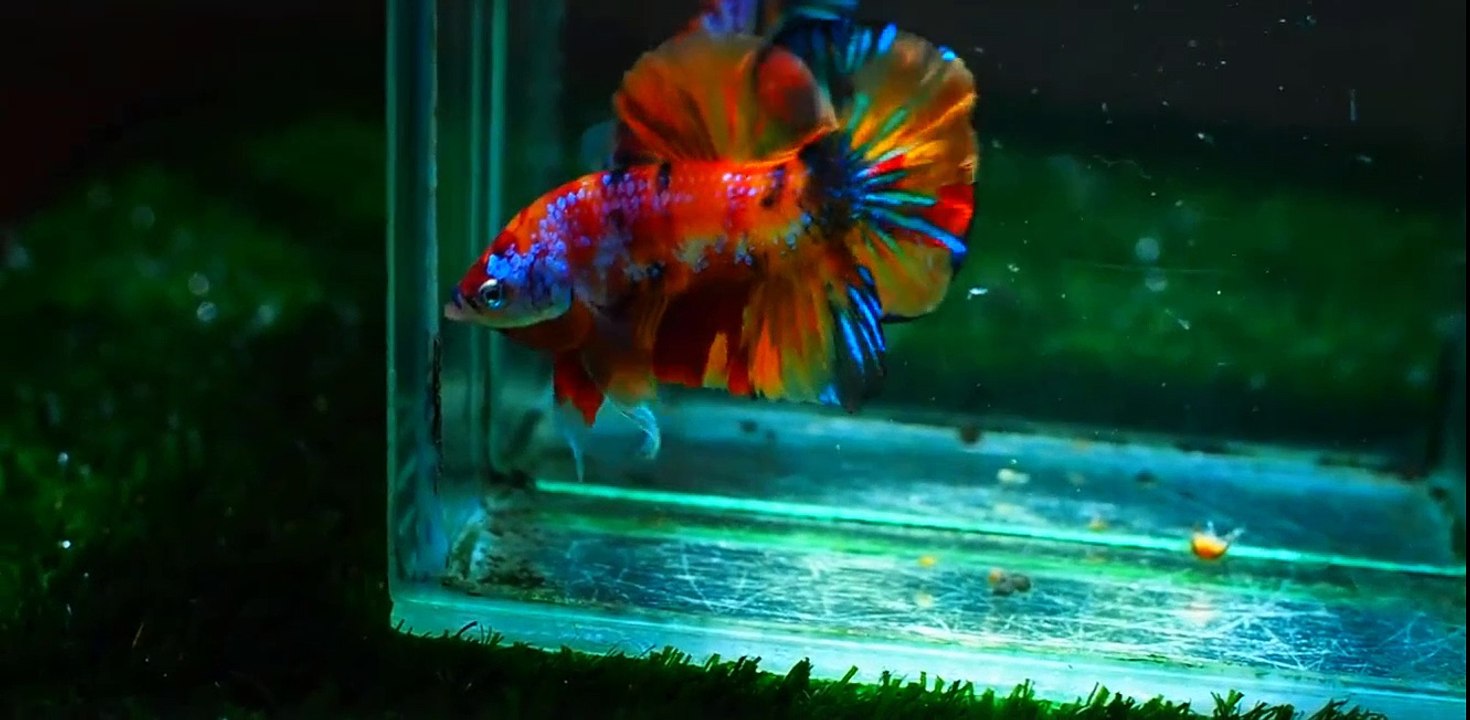 fish 7 colors