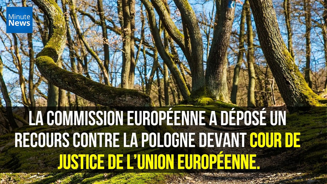 L'abattage massif des arbres par la Pologne menace la forêt de Bialowieza