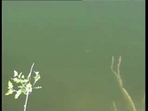 Peche - Techniques gagnantes pour brochets et black-bass