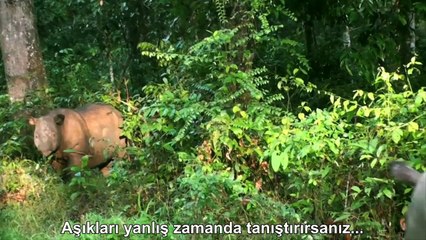 Attenborough'un Gemisi