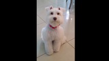 white miniature schnauzer