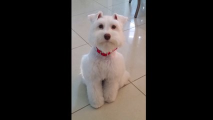 white miniature schnauzer