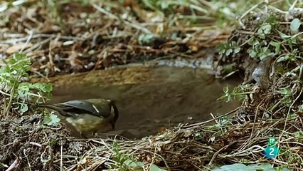 Bosque mediterráneo: EL ACORAZADO DEL BOSQUE | Grandes documentales
