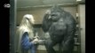 Gorila que falava língua dos sinais morre aos 46 anos