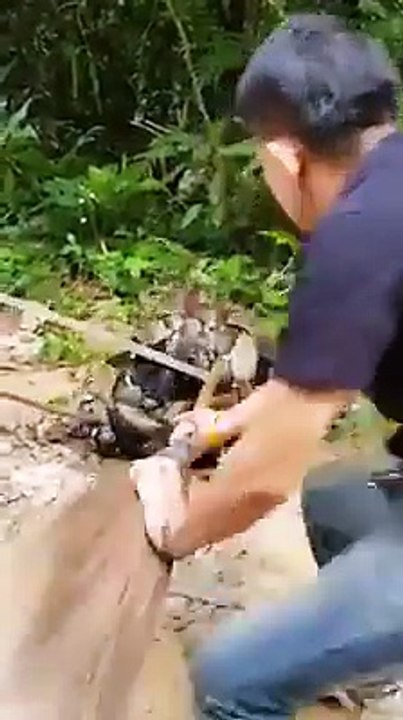 ‫جب ایک سانپ نے کتے کو پکڑ لیا کتنی مشکل... -  Hmara TV NEWS