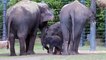 Avustralya, Taronga Western Plains Hayvanat Bahçesi'nde yeni bir fil dünyaya geldi. Minik fil annesiyle beraber ilk yürüyüşüne çıktı.Hoşgeldin minik fil 