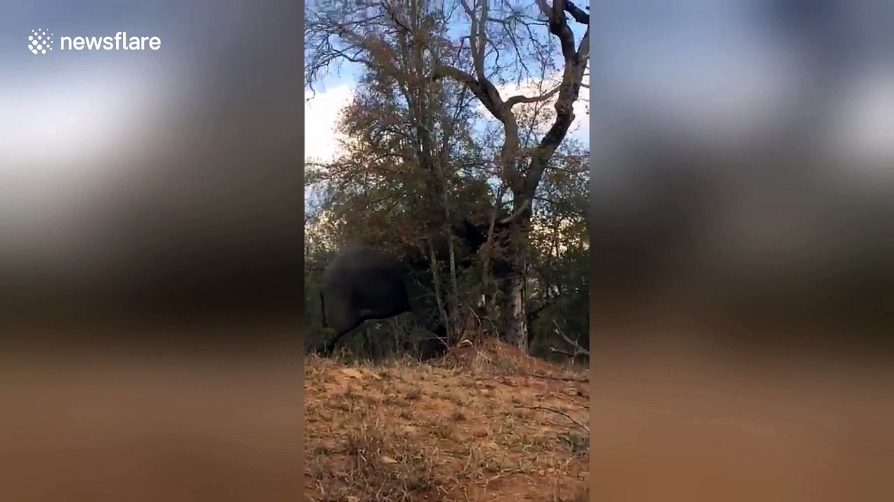 Who needs a bulldozer when you can get an elephant to knock down a tree?